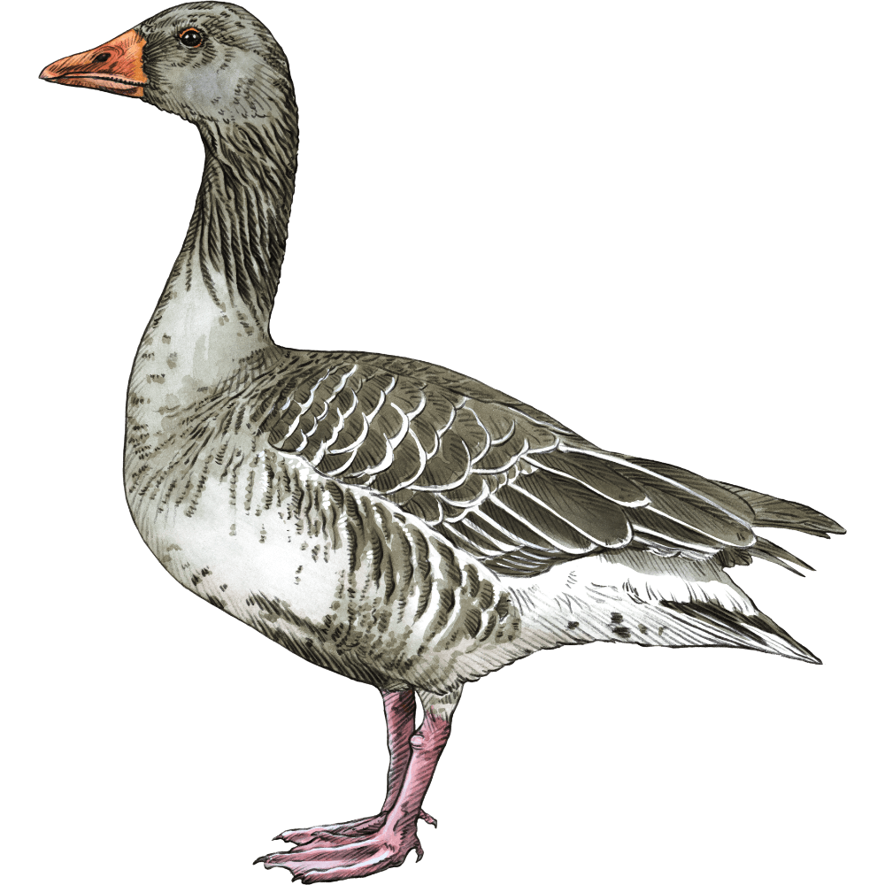 Graugans-Paar schwimmend auf dem Alfsee