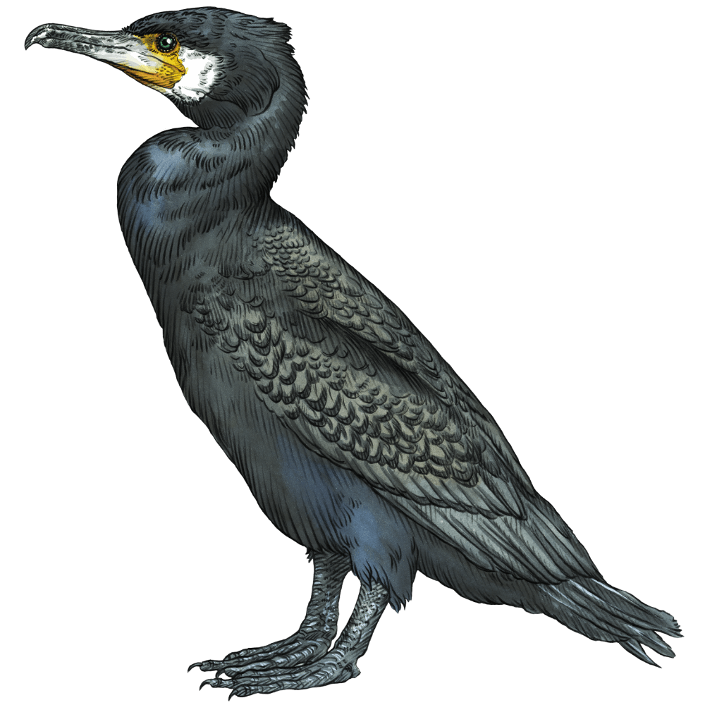 Schwarz glänzender Kormoran mit ausgebreiteten Flügeln