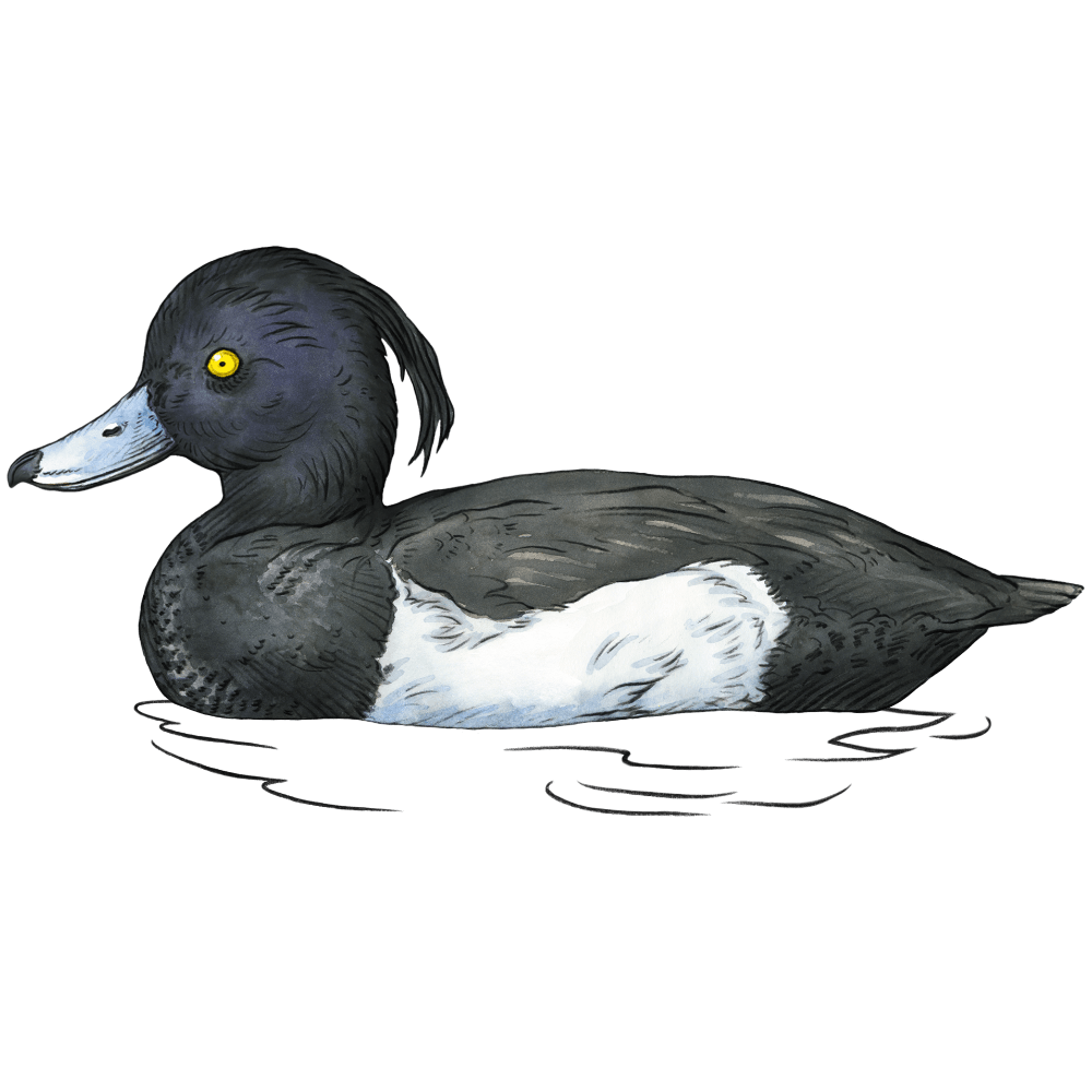 Grafik einer Reiherente schwimmend auf dem Wasser im Naturschutzgebiet Alfsee