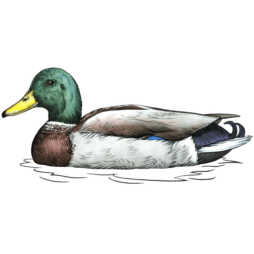 Stockente schwimmend auf dem Naturschutzgebiet Alfsee