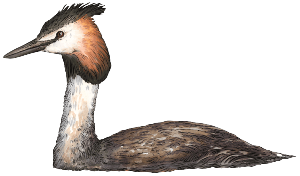 Fotografie eines Haubentauchers auf dem Alfsee