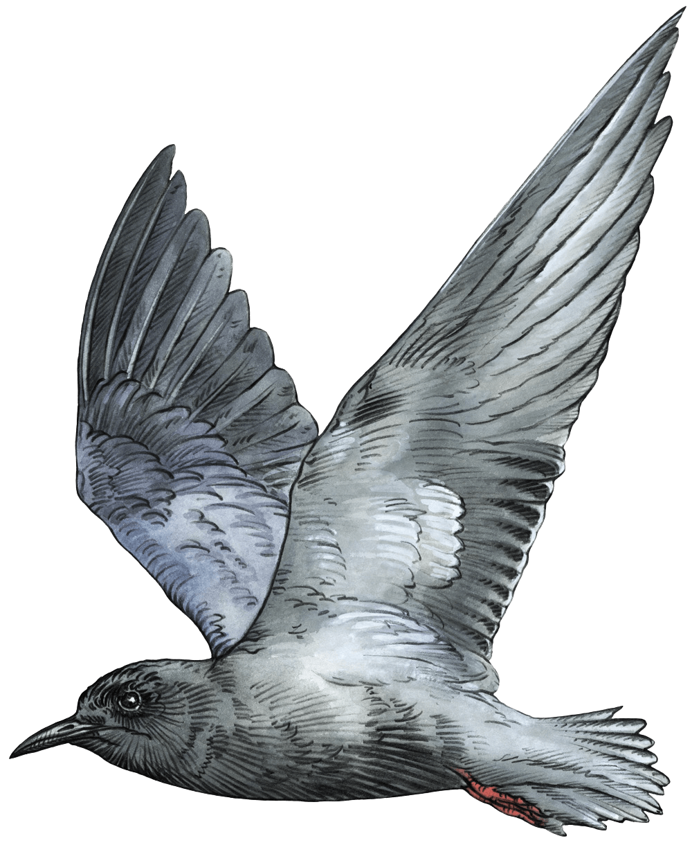 Trauerseeschwalbe im Flug